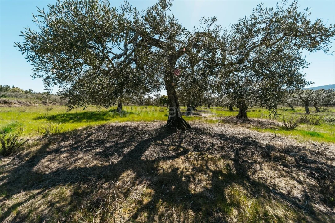 Quinta T1 para Venda em Vale de Prazeres e Mata da Rainha Foto 9