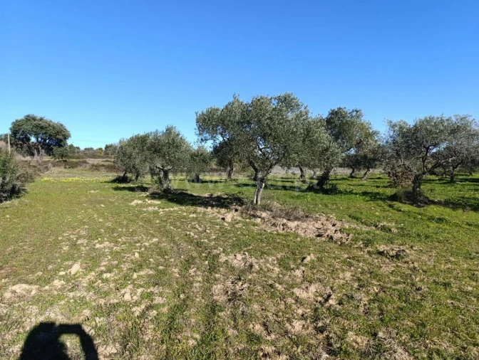 Terreno para Venda em Vale de Prazeres e Mata da Rainha Foto 9