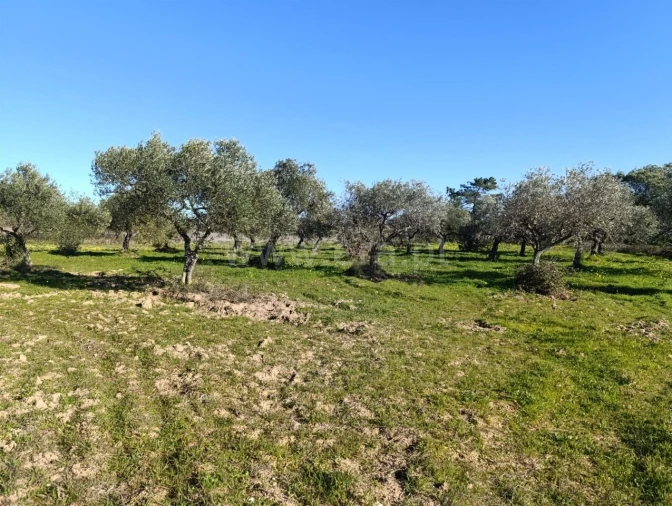 Terreno para Venda em Vale de Prazeres e Mata da Rainha Foto 5