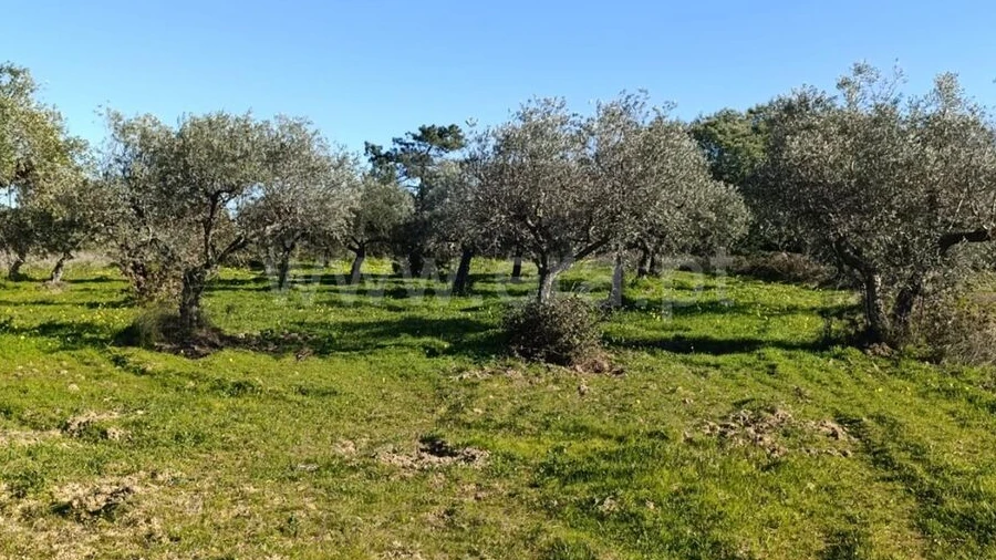 Terreno para Venda em Vale de Prazeres e Mata da Rainha
