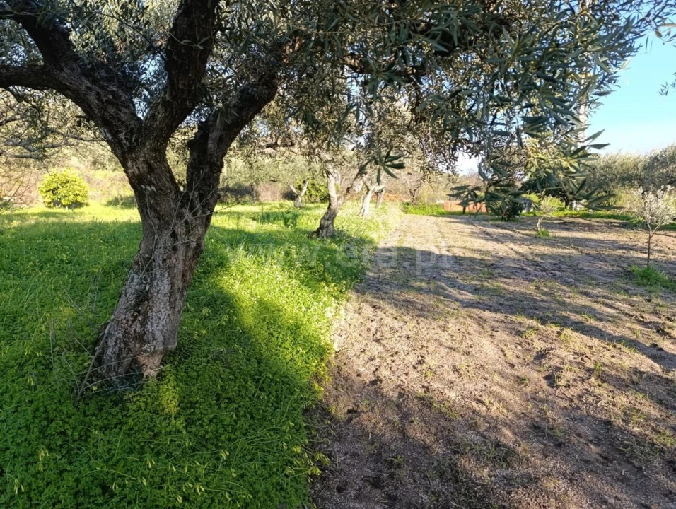 Terreno para Venda em Vale de Prazeres e Mata da Rainha Foto 3