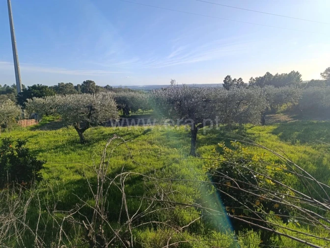 Terreno para Venda em Vale de Prazeres e Mata da Rainha Foto 8
