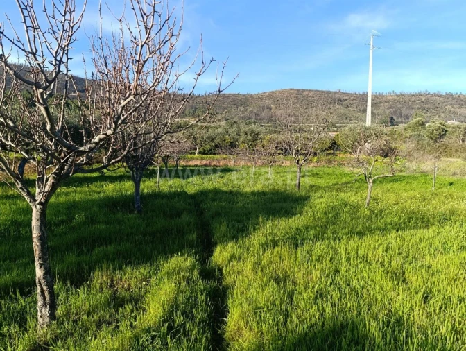 Terreno para Venda em Vale de Prazeres e Mata da Rainha Foto 4