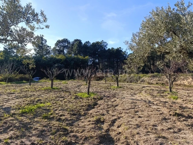 Terreno para Venda em Vale de Prazeres e Mata da Rainha Foto 11