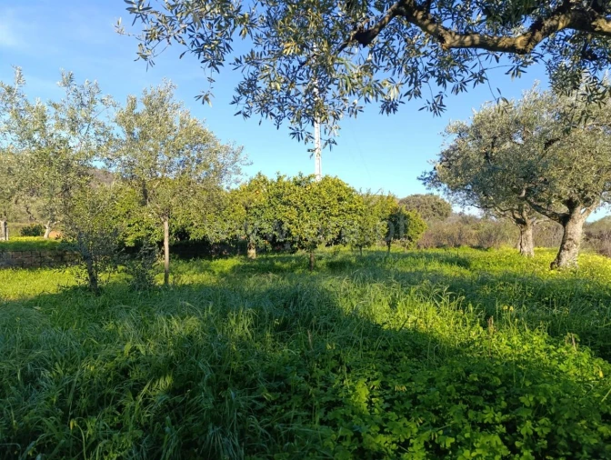 Terreno para Venda em Vale de Prazeres e Mata da Rainha Foto 2