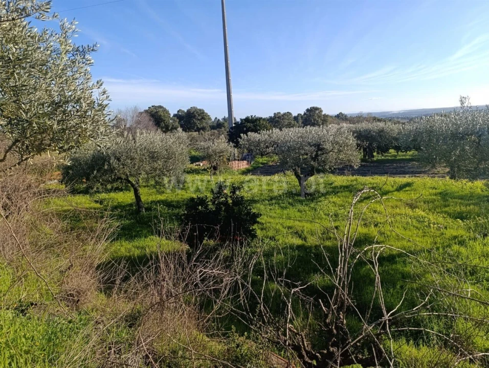 Terreno para Venda em Vale de Prazeres e Mata da Rainha Foto 7