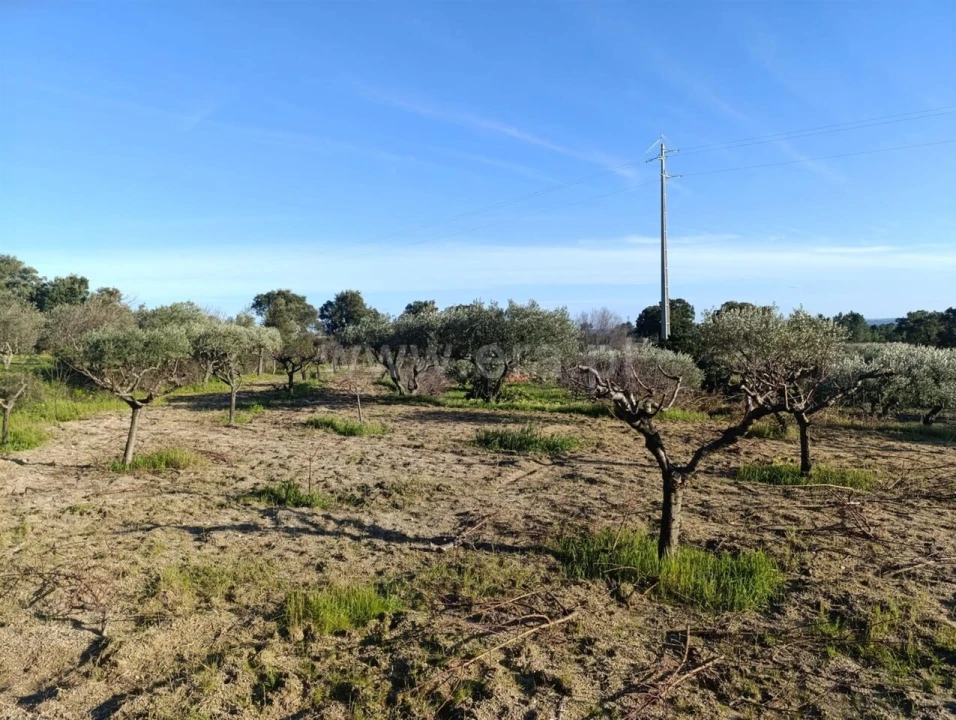 Terreno para Venda em Vale de Prazeres e Mata da Rainha Foto 9