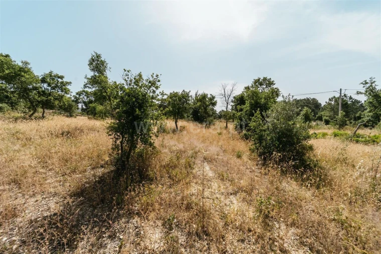 Terreno para Venda em Vale de Prazeres e Mata da Rainha Foto 9