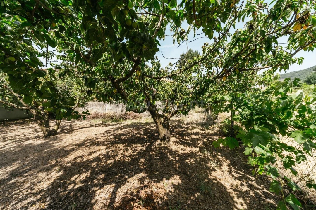 Terreno para Venda em Vale de Prazeres e Mata da Rainha Foto 14