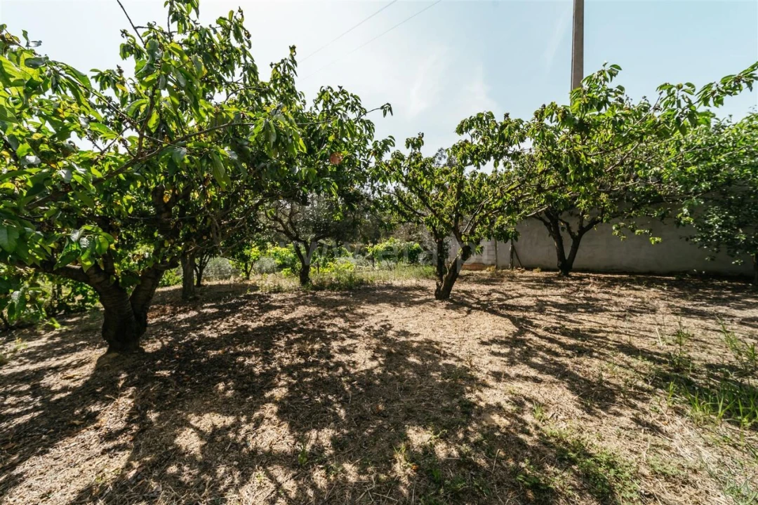 Terreno para Venda em Vale de Prazeres e Mata da Rainha Foto 17