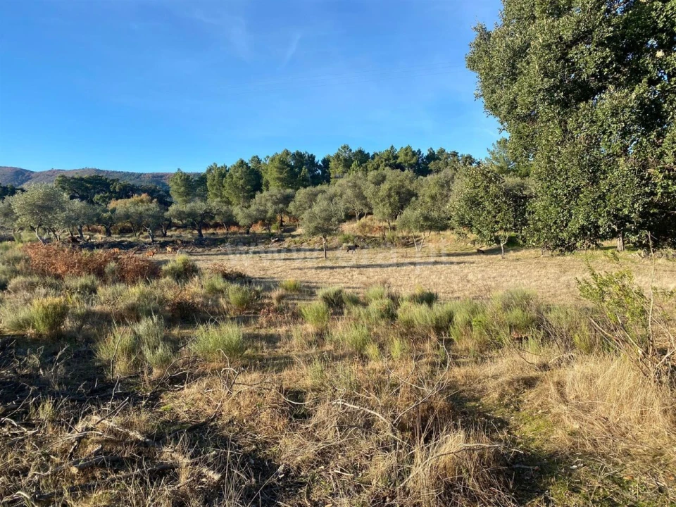 Quinta T1 para Venda em Vale de Prazeres e Mata da Rainha Foto 10