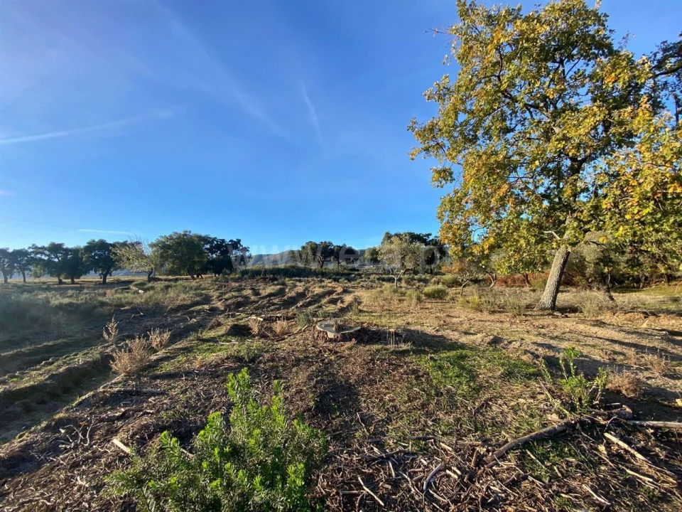 Quinta T1 para Venda em Vale de Prazeres e Mata da Rainha Foto 3
