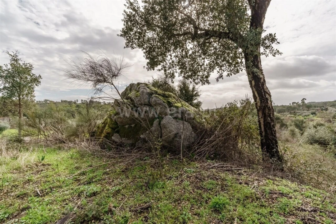 Quinta T1 para Venda em Vale de Prazeres e Mata da Rainha Foto 8