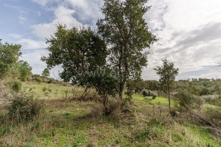 Quinta T1 para Venda em Vale de Prazeres e Mata da Rainha Foto 9
