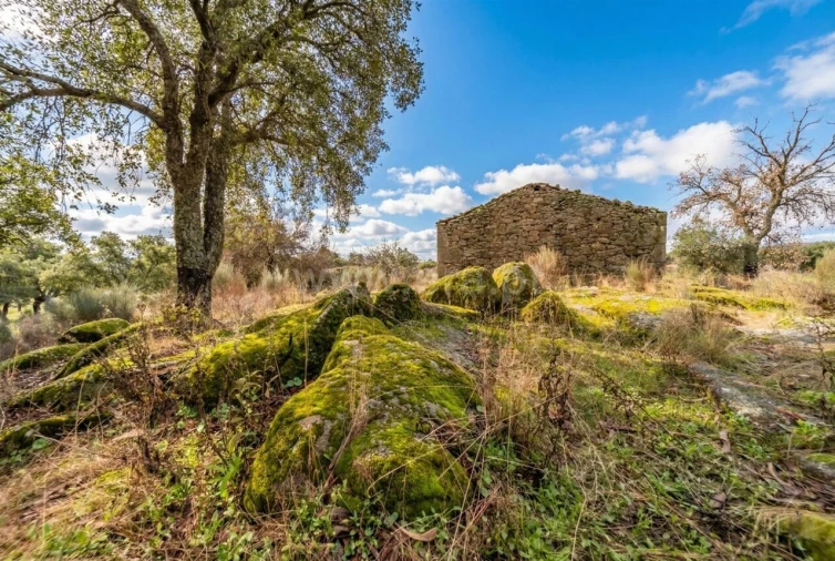 Quinta T1 para Venda em Vale de Prazeres e Mata da Rainha Foto 17
