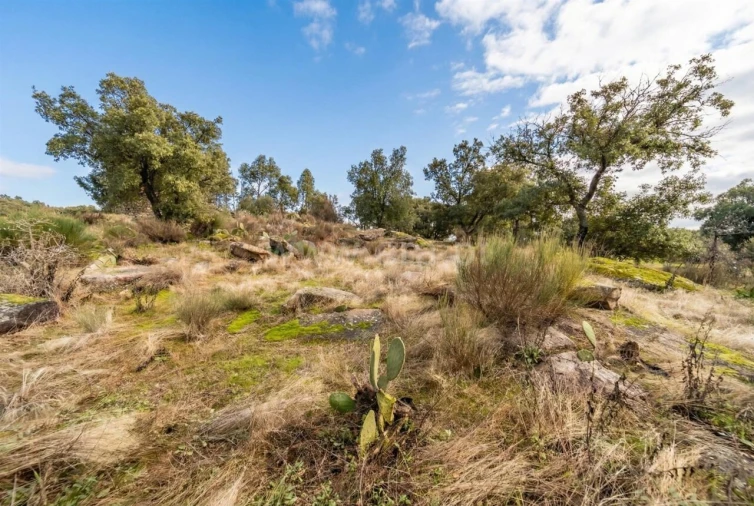 Quinta T1 para Venda em Vale de Prazeres e Mata da Rainha Foto 15