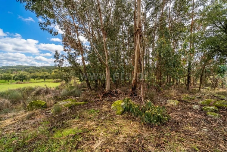 Quinta T1 para Venda em Vale de Prazeres e Mata da Rainha Foto 11