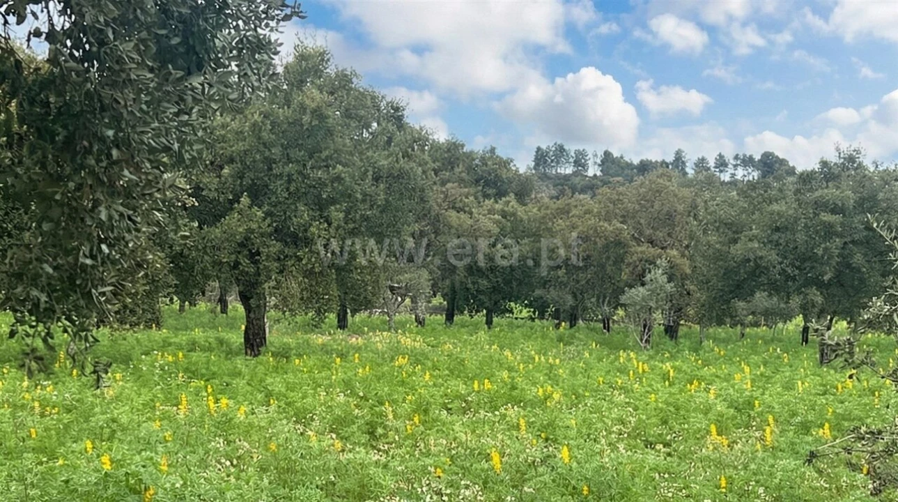 Quinta T1 para Venda em Vale de Prazeres e Mata da Rainha Foto 4