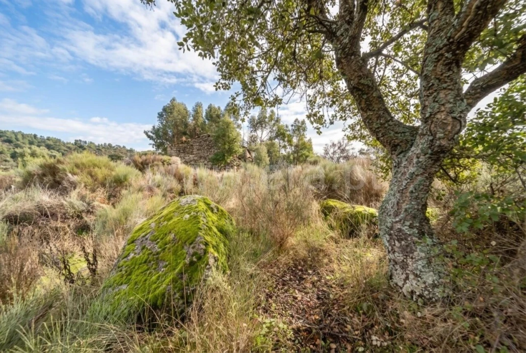 Quinta T1 para Venda em Vale de Prazeres e Mata da Rainha Foto 16