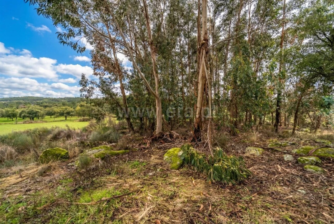 Quinta T1 para Venda em Vale de Prazeres e Mata da Rainha Foto 11