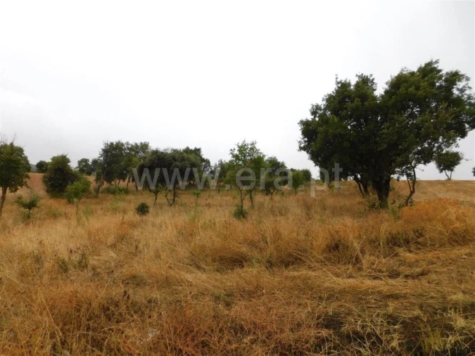 Quinta T1 para Venda em Vale de Prazeres e Mata da Rainha Foto 3