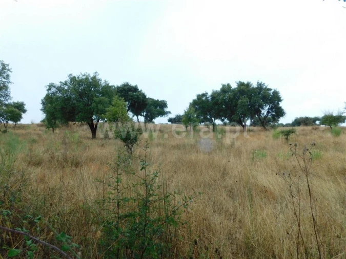Quinta T1 para Venda em Vale de Prazeres e Mata da Rainha Foto 4