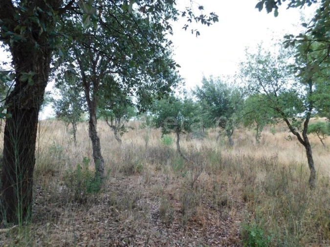 Quinta T1 para Venda em Vale de Prazeres e Mata da Rainha Foto 5
