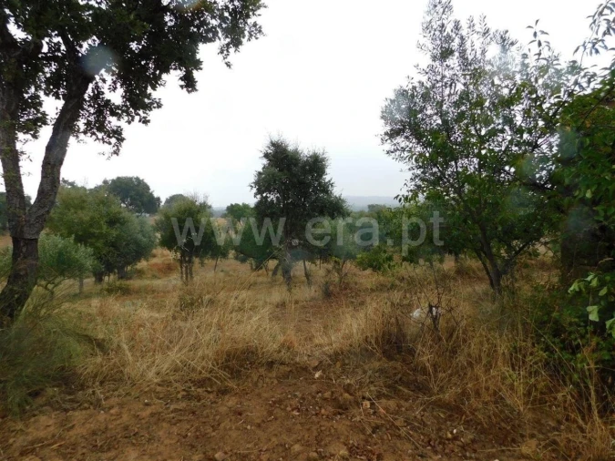 Quinta T1 para Venda em Vale de Prazeres e Mata da Rainha Foto 14