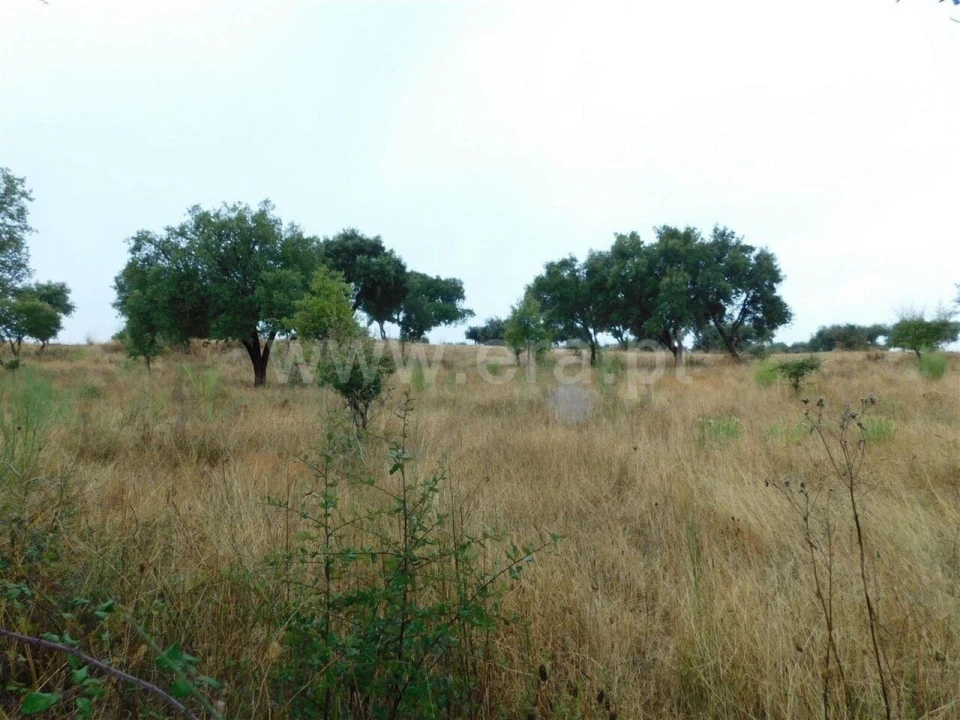 Quinta T1 para Venda em Vale de Prazeres e Mata da Rainha Foto 4