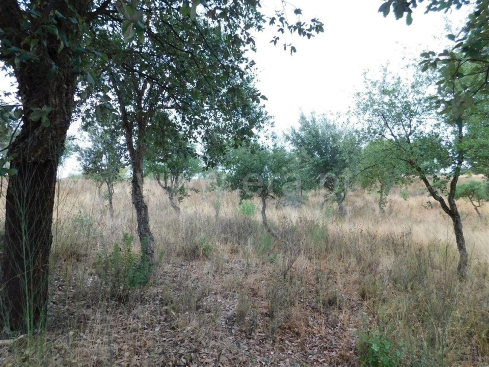 Quinta T1 para Venda em Vale de Prazeres e Mata da Rainha Foto 5