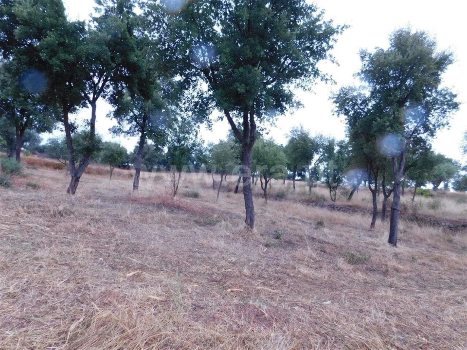 Quinta T1 para Venda em Vale de Prazeres e Mata da Rainha Foto 7