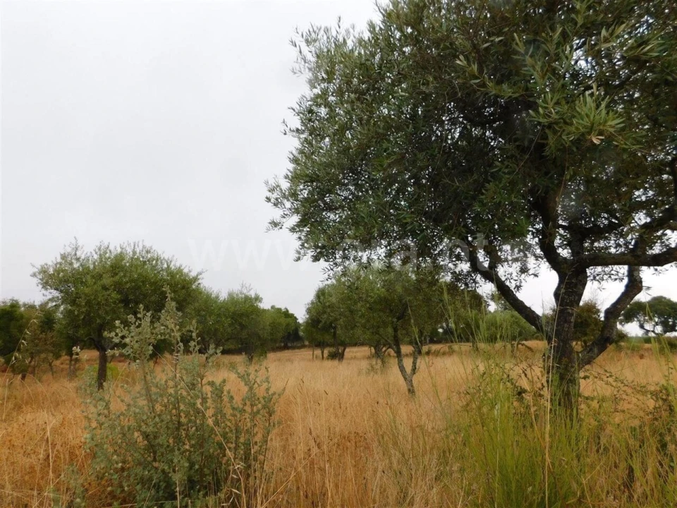 Quinta T1 para Venda em Vale de Prazeres e Mata da Rainha Foto 6