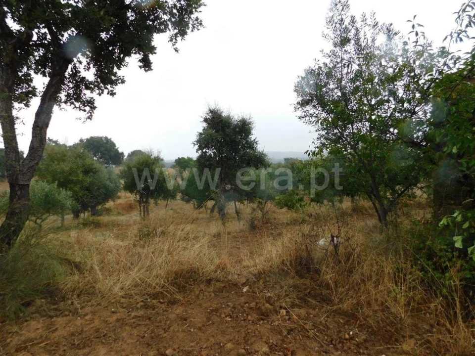 Quinta T1 para Venda em Vale de Prazeres e Mata da Rainha Foto 14