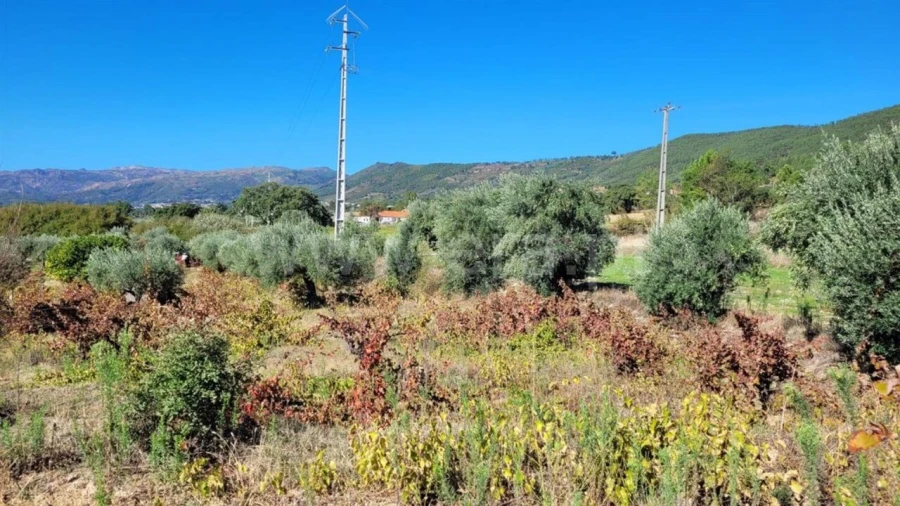 Terreno para Venda em Vale de Prazeres e Mata da Rainha Foto 3