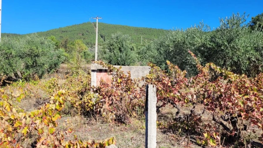 Terreno para Venda em Vale de Prazeres e Mata da Rainha