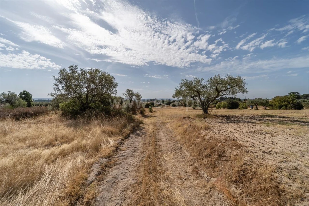 Quinta T0 para Venda em Vale de Prazeres e Mata da Rainha Foto 20
