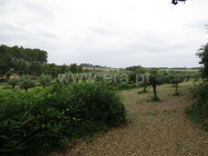 Quinta T0 para Venda em Póvoa de Atalaia e Atalaia do Campo Foto 11