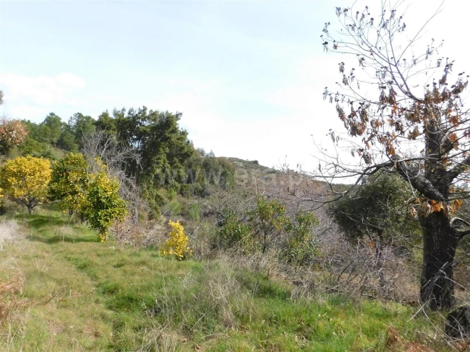Quinta T0 para Venda em Vale de Prazeres e Mata da Rainha Foto 15