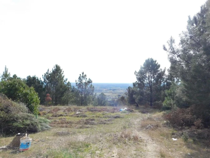 Quinta T0 para Venda em Vale de Prazeres e Mata da Rainha Foto 3