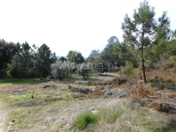 Quinta T0 para Venda em Vale de Prazeres e Mata da Rainha Foto 9