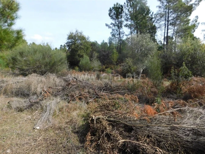 Quinta T0 para Venda em Vale de Prazeres e Mata da Rainha Foto 10