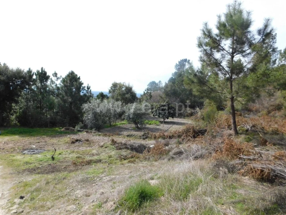 Quinta T0 para Venda em Vale de Prazeres e Mata da Rainha Foto 9