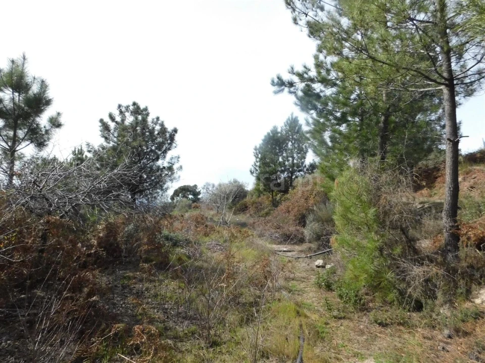 Quinta T0 para Venda em Vale de Prazeres e Mata da Rainha Foto 7