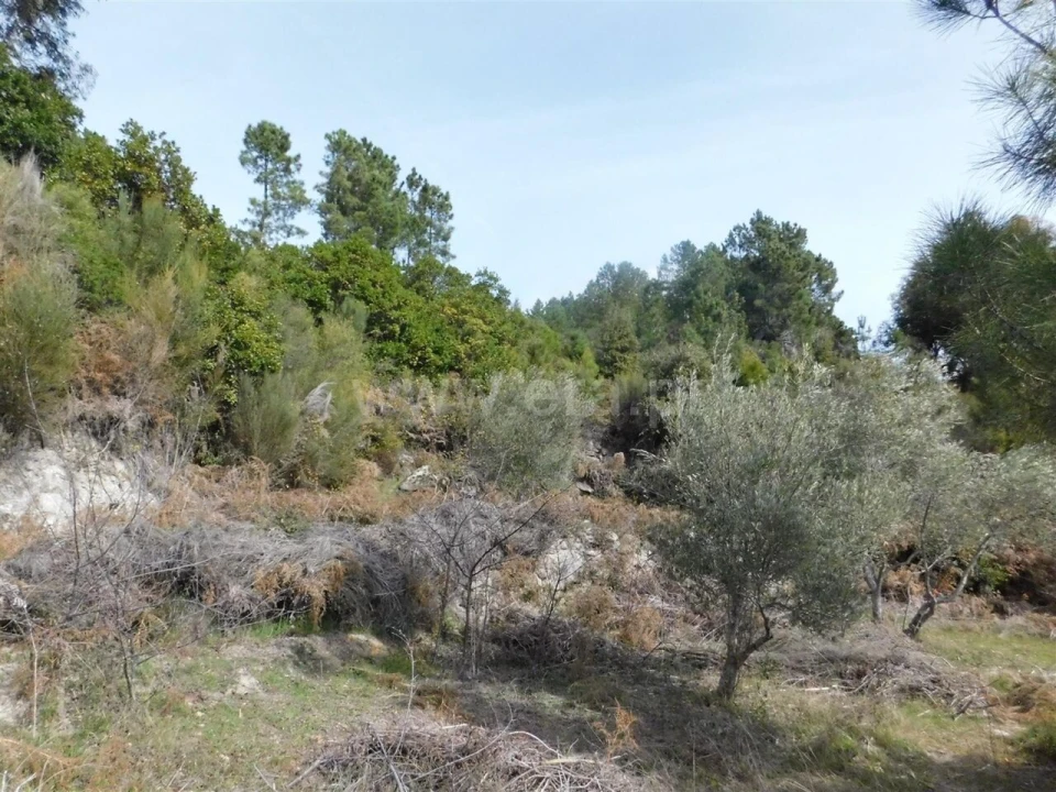 Quinta T0 para Venda em Vale de Prazeres e Mata da Rainha Foto 14