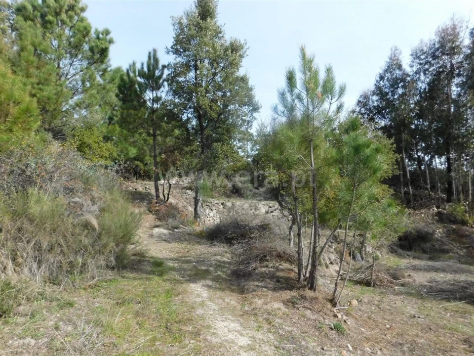 Quinta T0 para Venda em Vale de Prazeres e Mata da Rainha Foto 12