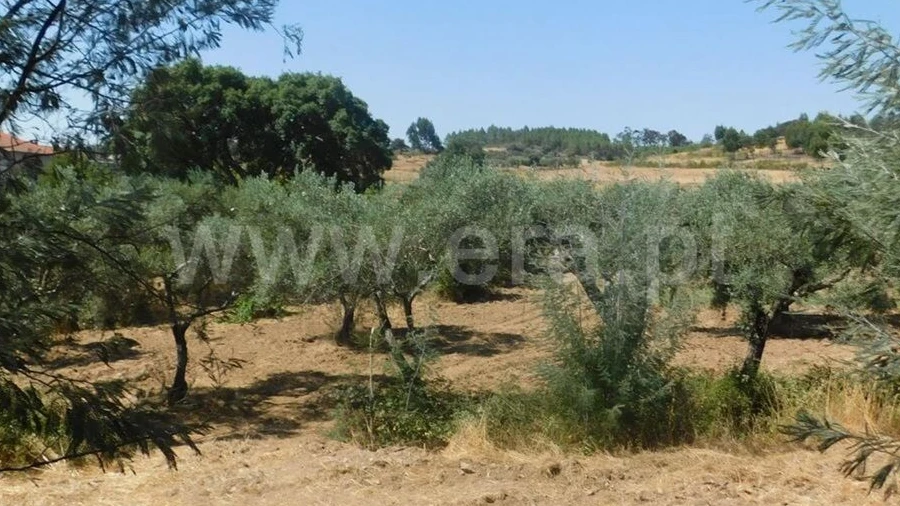 Quinta T0 para Venda em Vale de Prazeres e Mata da Rainha
