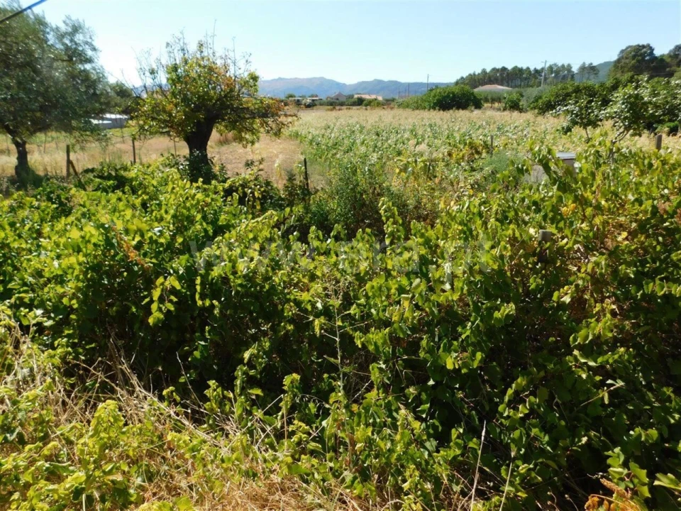 Quinta T0 para Venda em Vale de Prazeres e Mata da Rainha Foto 5