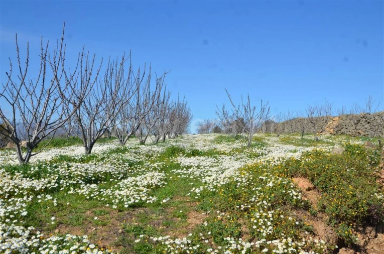 Quinta T0 para Venda em Fundão, Valverde, Donas, A. Joanes, A. Nova Cabo Foto 14