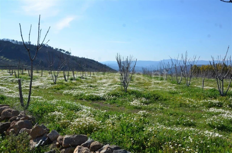 Quinta T0 para Venda em Fundão, Valverde, Donas, A. Joanes, A. Nova Cabo Foto 3