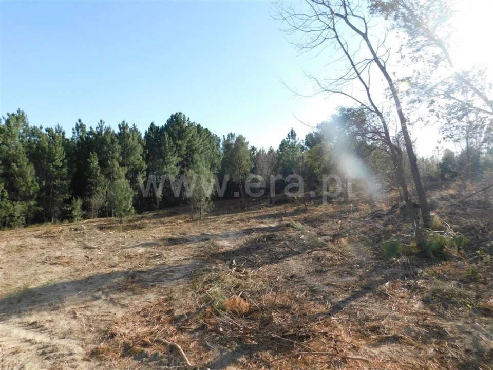 Quinta T0 para Venda em Vale de Prazeres e Mata da Rainha Foto 7